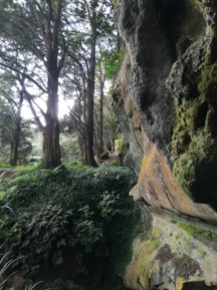 NZ Wald um Waipu Cave